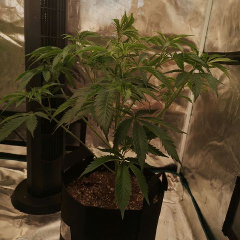 Runtz s1 growlog timeline photo