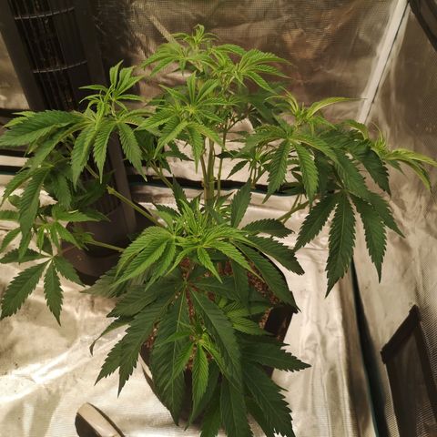 Runtz s1 growlog timeline photo