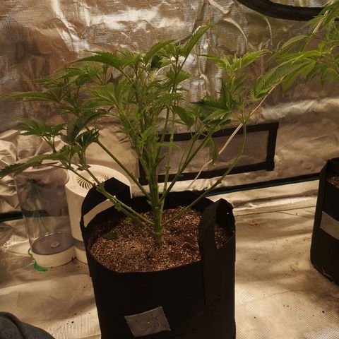 white wedding growlog timeline photo