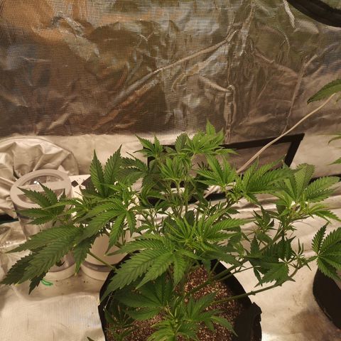 white wedding growlog timeline photo