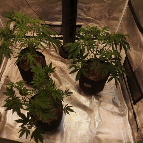 Critical pk growlog timeline photo