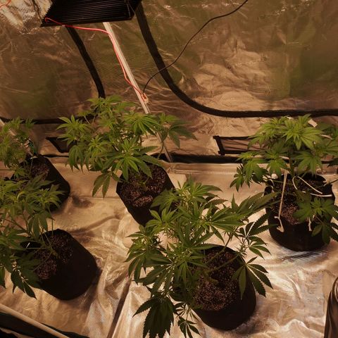 Critical pk growlog timeline photo