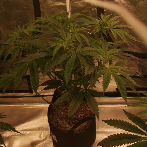 Cheezy poofs growlog timeline photo