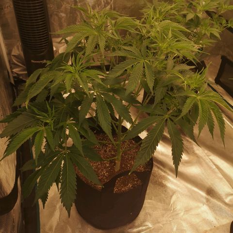 Runtz s1 growlog timeline photo