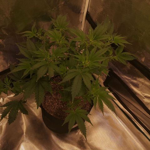 white wedding growlog timeline photo