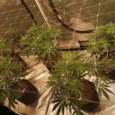 Critical pk growlog timeline photo