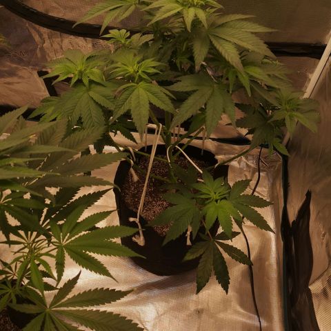 Cherry gar see ya growlog timeline photo