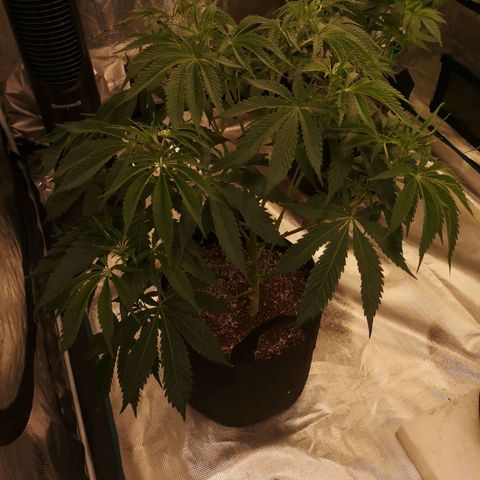 Runtz s1 growlog timeline photo
