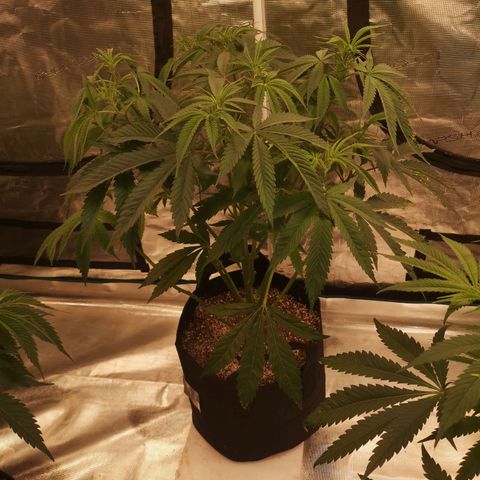 Cheezy poofs growlog timeline photo