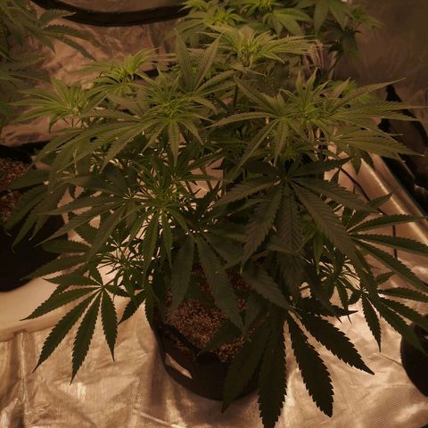 Critical pk growlog timeline photo