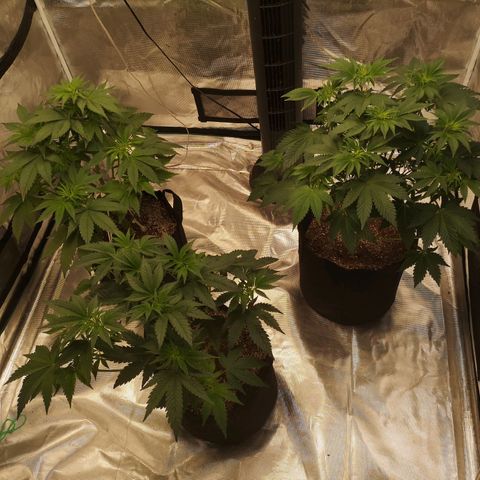Critical pk growlog timeline photo