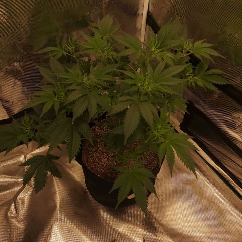 white wedding growlog timeline photo