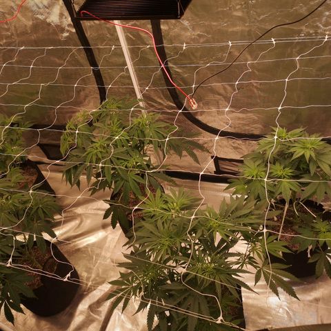 Critical pk growlog timeline photo