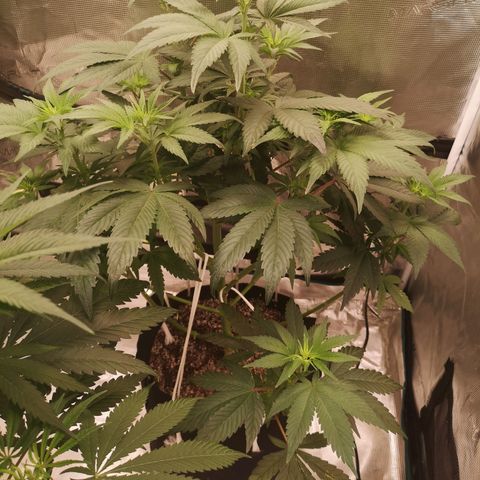 Cherry gar see ya growlog timeline photo