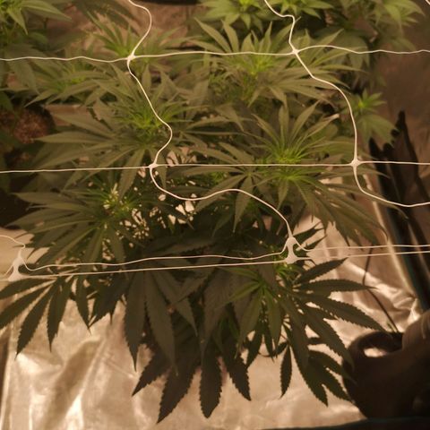 Critical pk growlog timeline photo