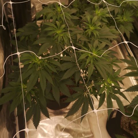 Runtz s1 growlog timeline photo