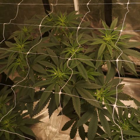 Cheezy poofs growlog timeline photo