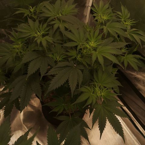 white wedding growlog timeline photo