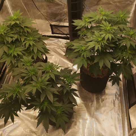 Critical pk growlog timeline photo