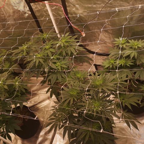 Critical pk growlog timeline photo