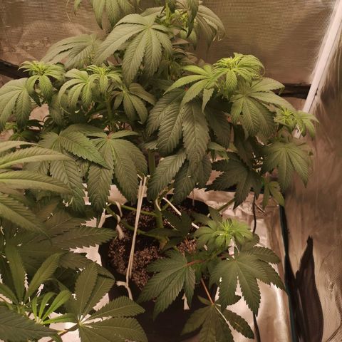 Cherry gar see ya growlog timeline photo