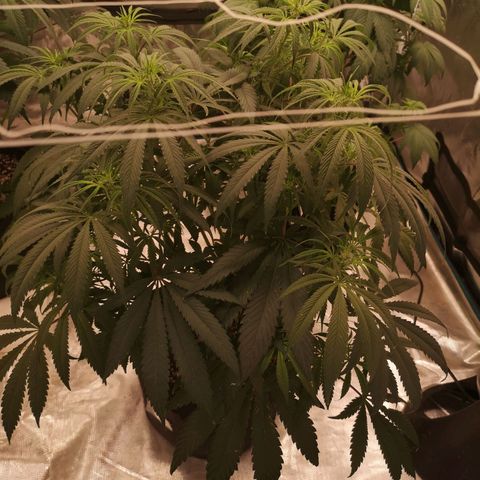 Critical pk growlog timeline photo