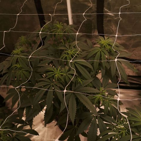 Cheezy poofs growlog timeline photo