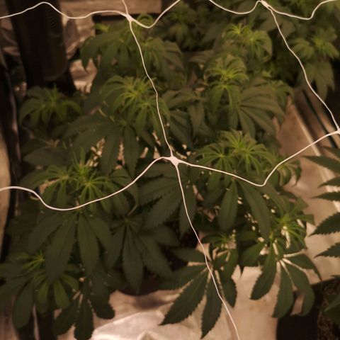 Runtz s1 growlog timeline photo
