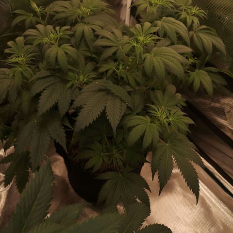 white wedding growlog timeline photo