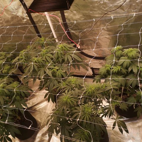Critical pk growlog timeline photo