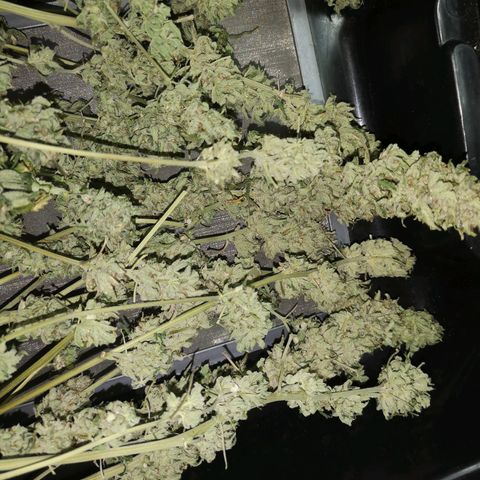 Planet of the grapes  growlog timeline photo