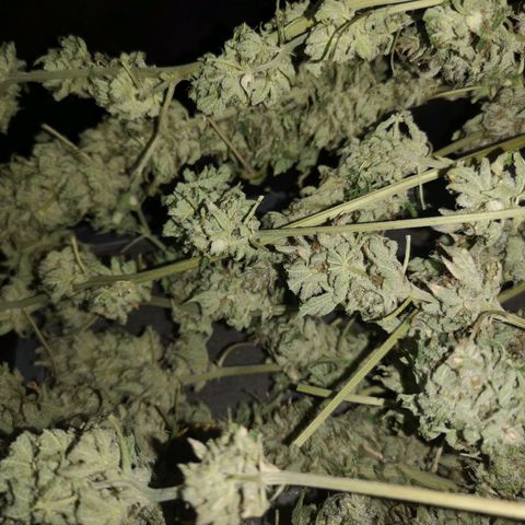 Planet of the grapes  growlog timeline photo