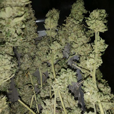 Planet of the grapes  growlog timeline photo