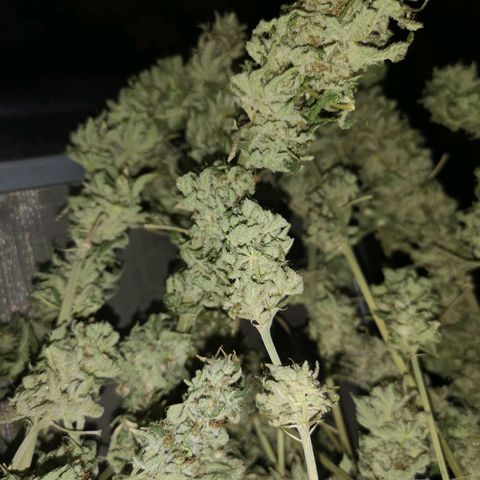 Planet of the grapes  growlog timeline photo