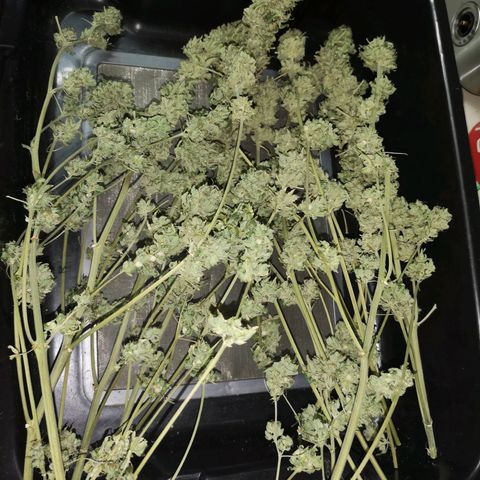 Planet of the grapes  growlog timeline photo