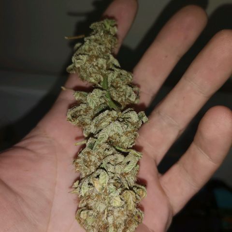Orange cookie chem growlog timeline photo