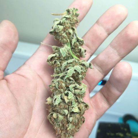 Orange cookie chem growlog timeline photo