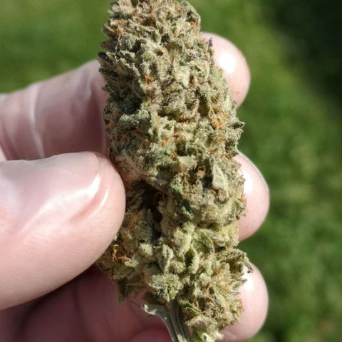 Planet of the grapes  growlog timeline photo