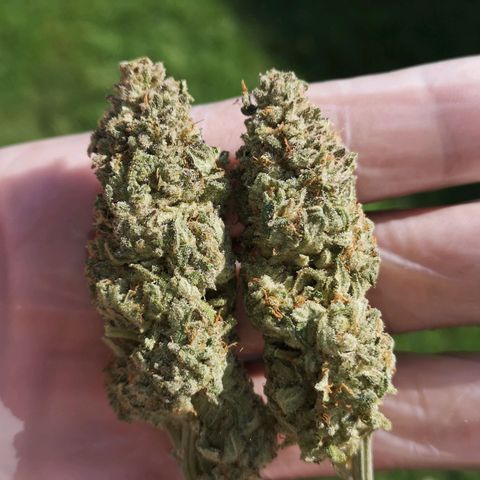 Planet of the grapes  growlog timeline photo