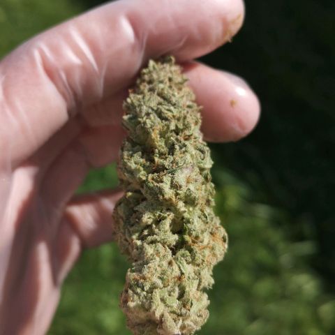 Planet of the grapes  growlog timeline photo