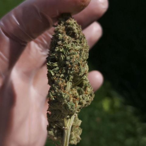 Planet of the grapes  growlog timeline photo