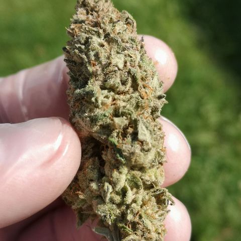Planet of the grapes  growlog timeline photo
