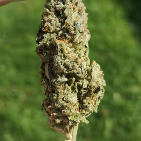 Planet of the grapes  growlog timeline photo