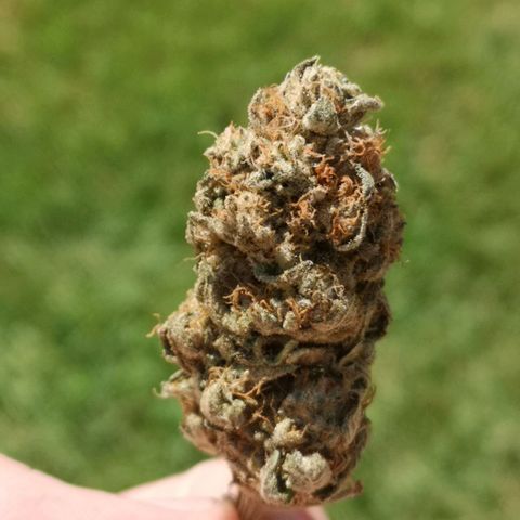 Orange cookie chem growlog timeline photo