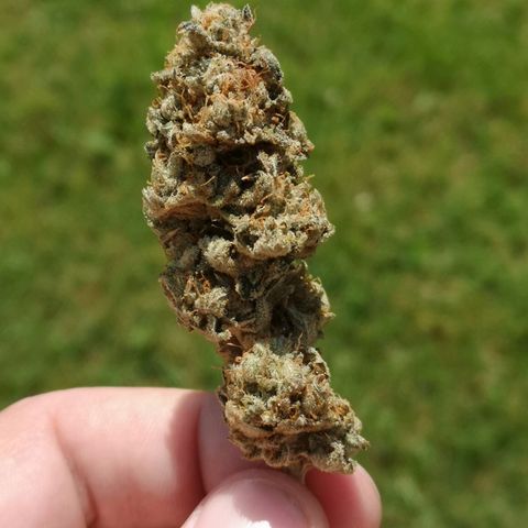 Orange cookie chem growlog timeline photo