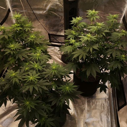 Critical pk growlog timeline photo