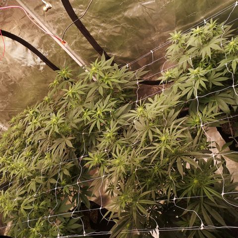 Critical pk growlog timeline photo