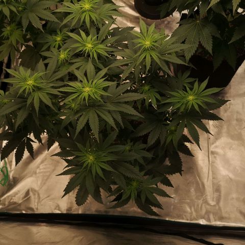 10th planet 2nd run growlog timeline photo