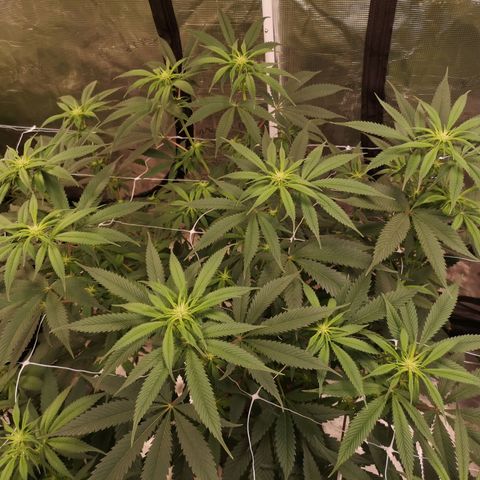 Cheezy poofs growlog timeline photo