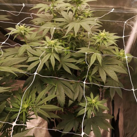 Cherry gar see ya growlog timeline photo
